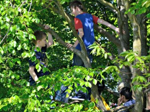 Billeder af børn der klatrer i et træ på en sommerdag.